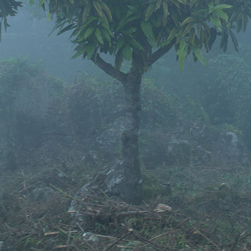 Árboles<br/>de<br/>Vida